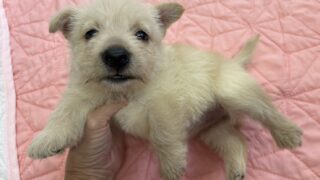 スコティッシュテリア：2025年07月11日生