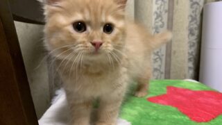 【特設：子猫のご紹介】ミヌエット 6頭（2025年7月18日生まれ）