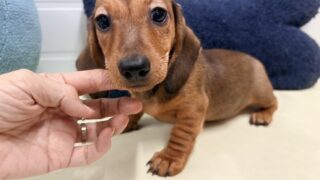 カニンヘンスムースダックスフンド：2025年07月31日生