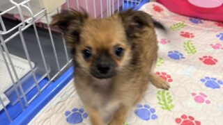 チワワ:2025年07月09日生(1頭をご紹介中)