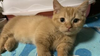 【特設:子猫のご紹介】ミヌエット 1頭(2025年7月18日生まれ) #2