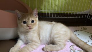【特設:子猫のご紹介】ミヌエット 1頭(2025年7月18日生まれ)