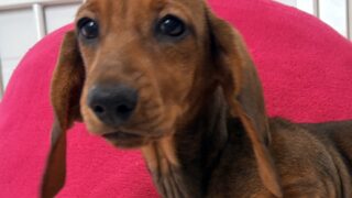 スタンダードスムースダックスフンド:2025年07月31日生(1頭をご紹介中)