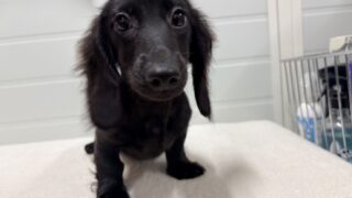 🆙 カニンヘンロングダックスフンド:2025年07月27日生(1頭をご紹介中)