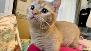 🆙 【特設:子猫のご紹介】ミヌエット 1頭(2025年7月18日生まれ) #2