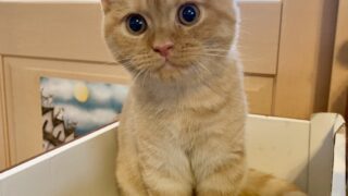 🆙 【特設:子猫のご紹介】ミヌエット 1頭(2025年7月18日生まれ)