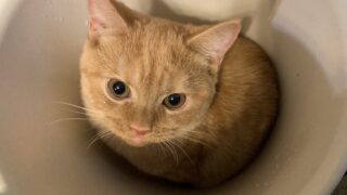 【特設：子猫のご紹介】ミヌエット 1頭（2025年7月18日生まれ） #2