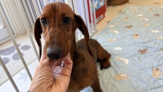 スタンダードスムースダックスフンド:2025年07月31日生(1頭をご紹介中)