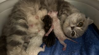 【特設：子猫のご紹介】ミヌエット 3頭（2025年8月4日生まれ）