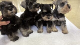 ミニチュアシュナウザー：2025年08月01日生