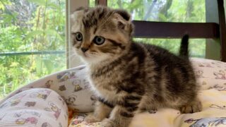 🆙 【特設：子猫のご紹介】ミヌエット 3頭（2025年8月4日生まれ）