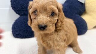 コッカープー(アメリカンコッカースパニエル✖️トイプードル)：2025年08月25日生