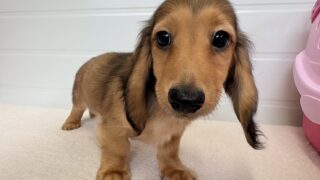 カニンヘンロングダックスフンド：2025年08月08日生