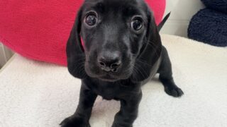 カニンヘンダックスフンド：2025年09月09日生