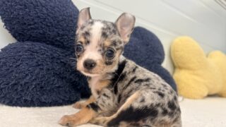 チワワ(ロング&スムース)：2025年09月24日生