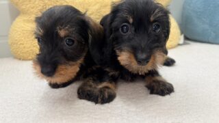 ミニチュアワイヤーダックスフンド:2025年09月13日生(2頭をご紹介中)