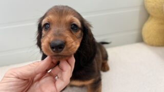 スタンダードロングダックスフンド:2025年09月26日生(1頭をご紹介中)