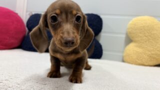 🆙 カンヘンスムースダックスフンド:2025年09月07日生(1頭をご紹介中)