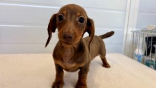 🆙カンヘンスムースダックスフンド:2025年09月07日生(1頭をご紹介中)