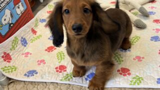 スタンダードロングダックスフンド：2025年09月26日生（1頭をご紹介中）