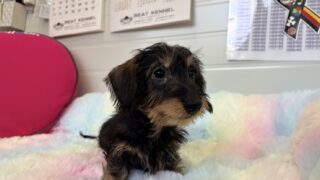 ミニチュアワイヤーダックスフンド：2025年09月13日生（1頭をご紹介中）