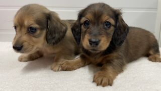 カニンヘンロングダックス:2025年10月09日生(2頭をご紹介中)