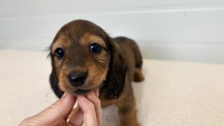 カニンヘンロングダックス:2025年10月09日生(1頭をご紹介中)