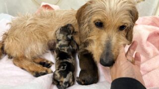 カニンヘンワイヤーダックスフンド:2025年11月15日生(2頭をご紹介中)