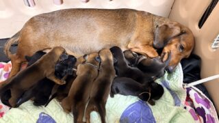 スタンダードスムースダックスフンド:2025年11月9日生(9頭をご紹介中)