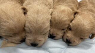 🆙 シュナプー(Mシュナウザー✖️トイプードル):2025年10月25日生(4頭をご紹介中)