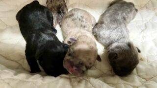 🆕 フレンチブルドッグ:2025年11月18日生(3頭をご紹介中)