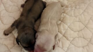 🆕 ミニチュアロングダックスフンド:2025年11月17日生(2頭をご紹介中)