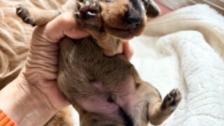 カニンヘンワイヤーダックスフンド:2025年11月15日生(1頭をご紹介中)