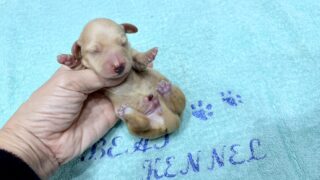 🆕 ミニチュアスムースダックスフンド:2025年11月23日生(1頭をご紹介中)