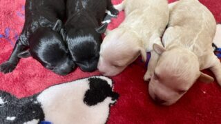 🆕 ビションプー(ビションフリーゼ✖️トイプードル):2025年11月23日生(4頭をご紹介中)