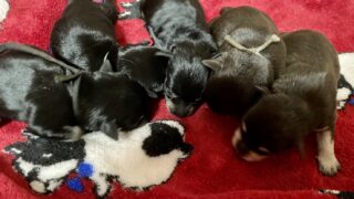 🆕 ミニチュアシュナウザー:2025年11月24日生(5頭をご紹介中)