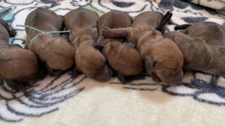 🆕 ミニチュアワイヤーダックスフンド:2025年11月28日生(6頭をご紹介中)