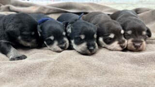 ミニチュアシュナウザー：2025年11月24日生（5頭をご紹介中）