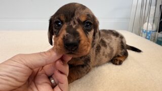 カニンヘンワイヤーダックスフンド：2025年11月15日生（1頭をご紹介中）