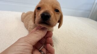 ミニチュアスムースダックスフンド：2025年11月23日生（1頭をご紹介中）