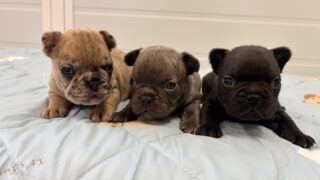 フレンチブルドッグ：2025年11月18日生（3頭をご紹介中）