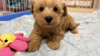 シュナプー(Mシュナウザー✖️トイプードル)：2025年10月25日生（1頭をご紹介中）