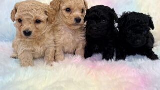 🆙 ビションプー(ビションフリーゼ✖️トイプードル)：2025年11月23日生（4頭をご紹介中）