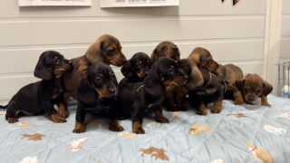 🆙スタンダードスムースダックスフンド：2025年11月9日生（9頭をご紹介中）