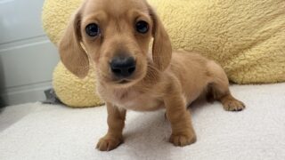 ミニチュアスムースダックスフンド：2025年11月23日生