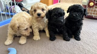 ビションプー(ビションフリーゼ✖️トイプードル):2025年11月15日生(4頭をご紹介中)