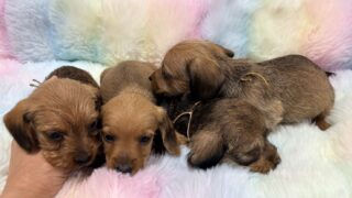 ミニチュアワイヤーダックスフンド:2025年11月28日生(4頭をご紹介中)