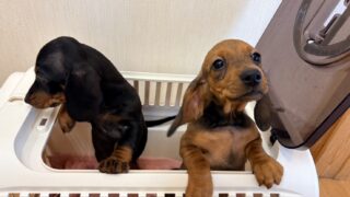 スタンダードスムースダックスフンド:2025年11月9日生(2頭をご紹介中)