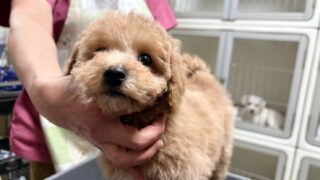 ビションプー(ビションフリーゼ✖️トイプードル):2025年11月22日生