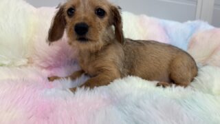 ミニチュアワイヤーダックスフンド:2025年11月28日生(1頭をご紹介中)